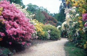  Rododendron