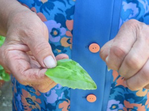 Tento druh aloe sa používa na hojenie vredov a podobných rán 