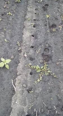 Po vranách zostali iba dierky v zemi na mieste kde rástla kukurica.