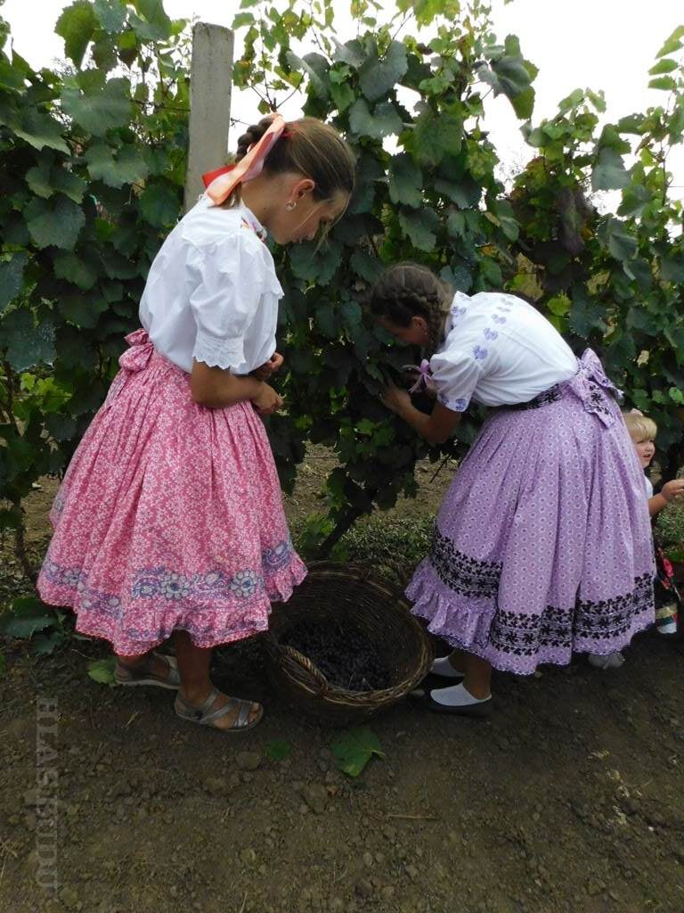 Dievky sa snažili naoberať čím viac sladkých plodov