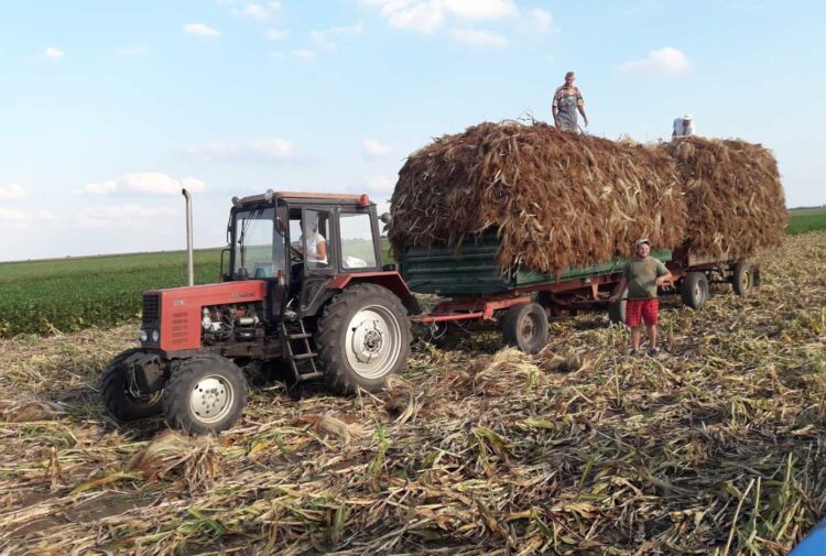 Mužská časť práce – nakladanie ciroku na vlečky