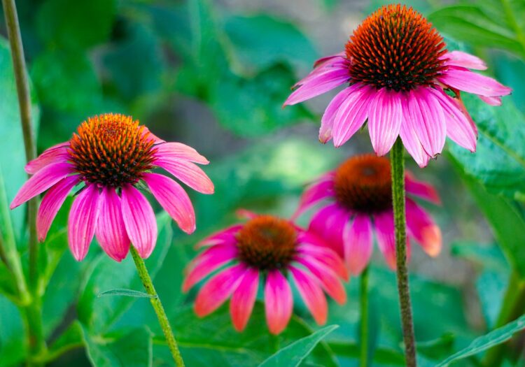 Echinacea purpurea (Foto: pixabay)