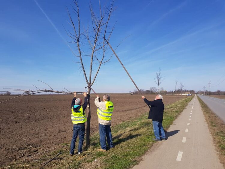 Z akcie opiľovania stromov vedľa cesty Petrovec – Kulpín v roku 2020