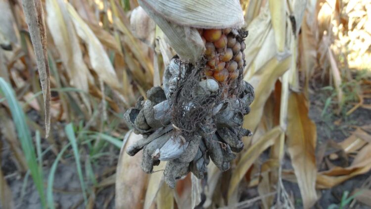 Dozretý nádor kukuričnej sneti po prasknutí