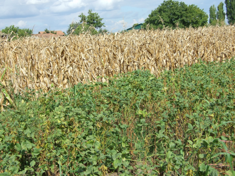 Porasty kukurice a sóje sú najčastejšie kultúry kulpínskych poľnohospodárov