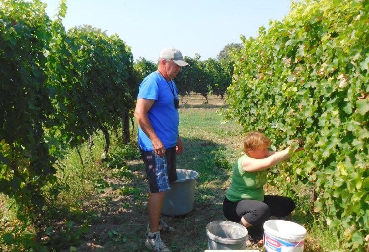 Oberačka vo vinohrade Miroslava Števka, ktorý dostal cenu za najlepšie biele víno