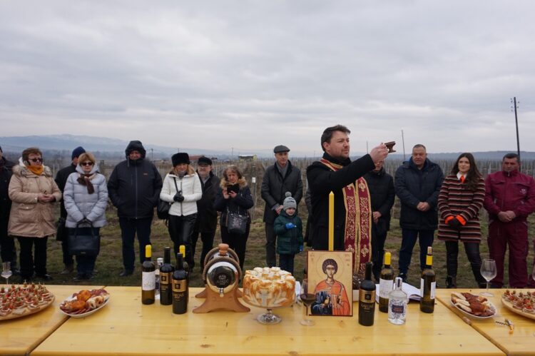 Vo vinohrade rodiny Aleksićovej na sv. Trifuna (foto: Katarína Pucovská)