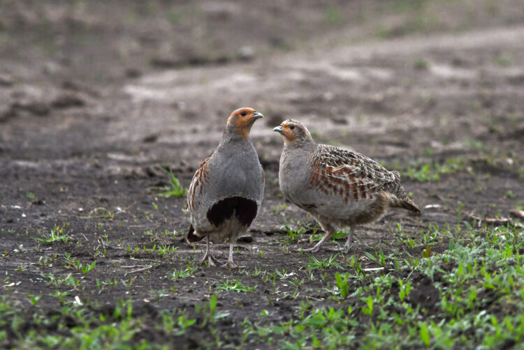 Jarabica poľná je jednou z najohrozenejších druhov vtákov v našej krajine (foto: N. Mihajlović)