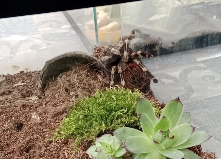 Tarantula ako miláčik