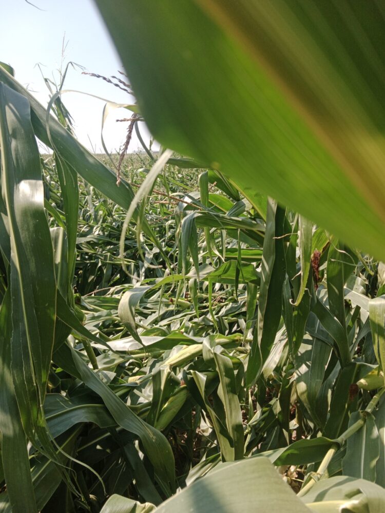 Pováľaná kukurica