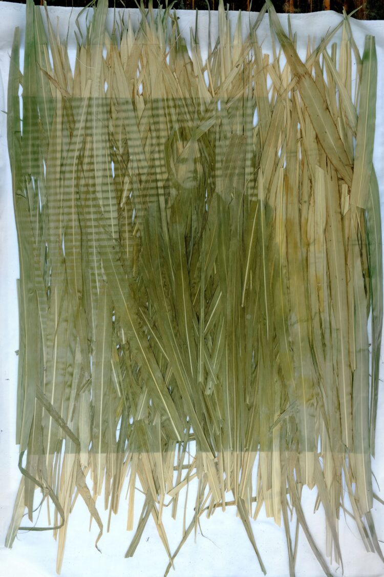 Chlorofyl a svetlo – zastaviť nestále