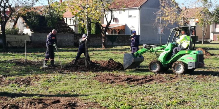 Vysadili aj stromčeky s formovanou korunou