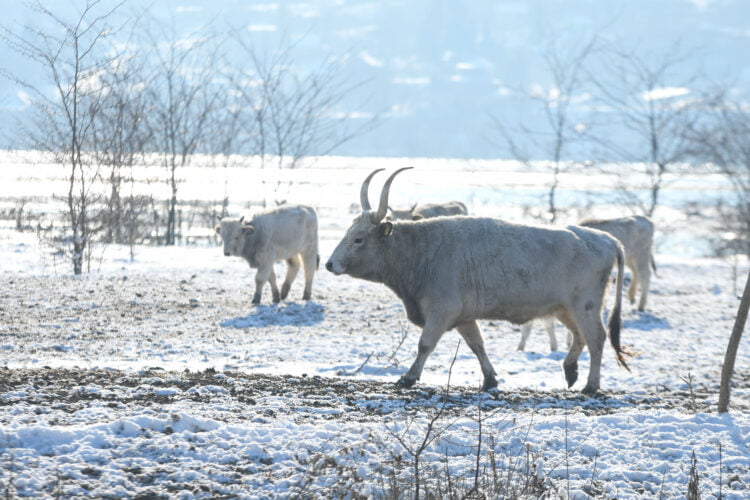 evakuácia zvierat z Krčedínskej ady (foto: N. Mihajlović)