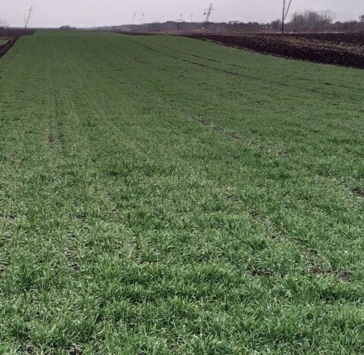 Parcela pod pšenicou v pazovskom chotári pred snehovou pokrývkou