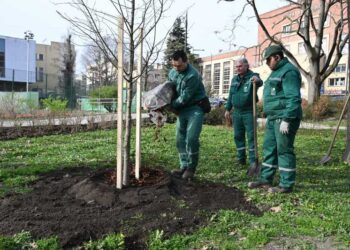 Foto: novisad.rs