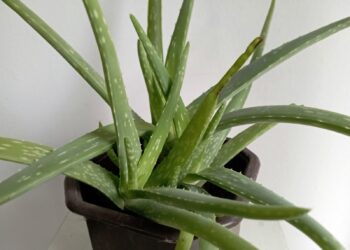 Aloe vera, sukulentná rastlina