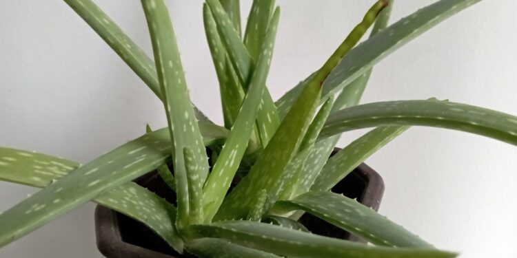 Aloe vera, sukulentná rastlina