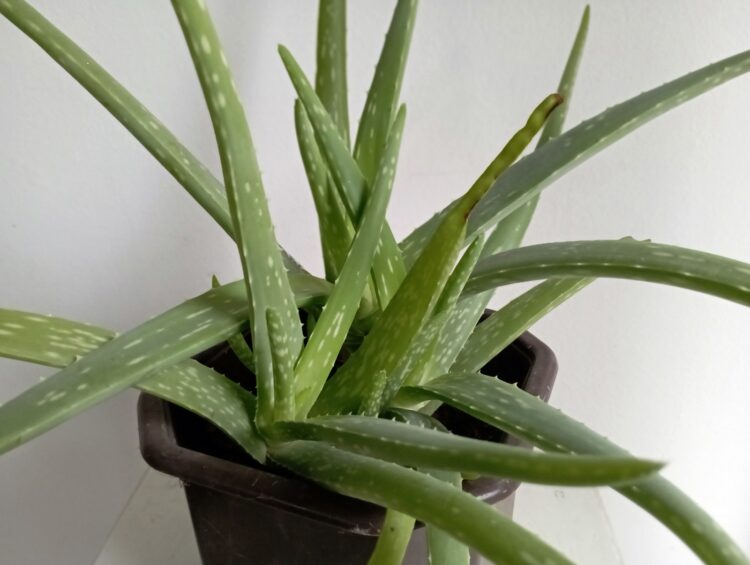 Aloe vera, sukulentná rastlina