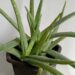 Aloe vera, sukulentná rastlina