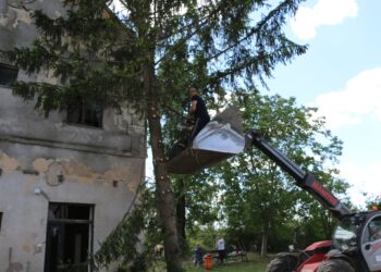 Práce na opiľovaní stromov (foto: z archívu KC Bulkes – Maglić)