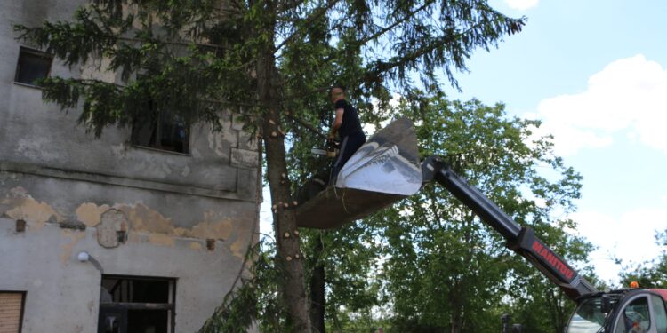 Práce na opiľovaní stromov (foto: z archívu KC Bulkes – Maglić)