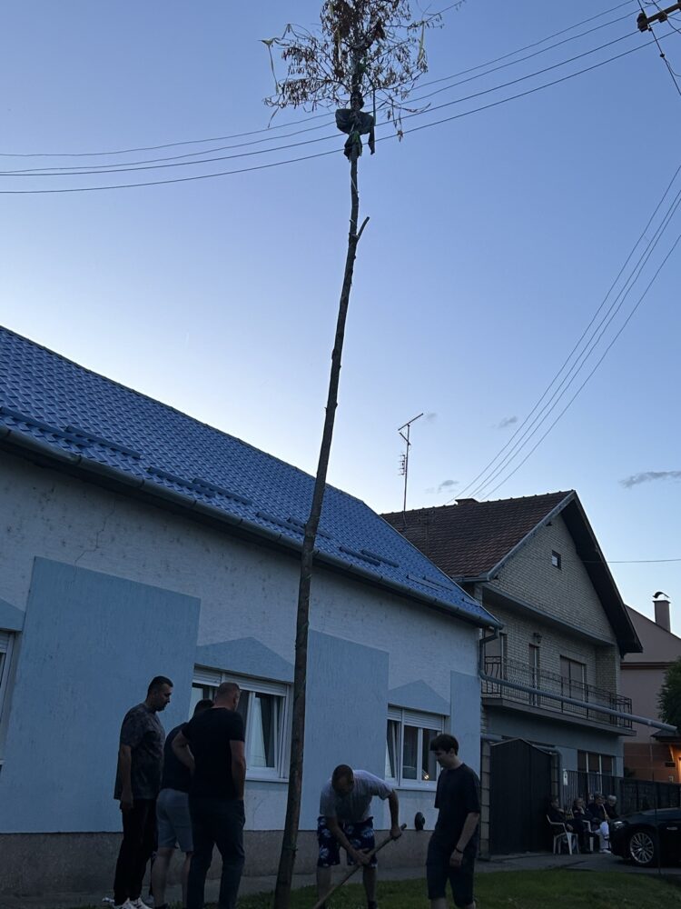 Chlapci odkopávajú májové drevo (Foto: Maja Levárska)