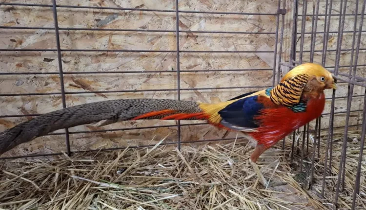 Okrasné vtáky najviac fascinujú návštevníkov