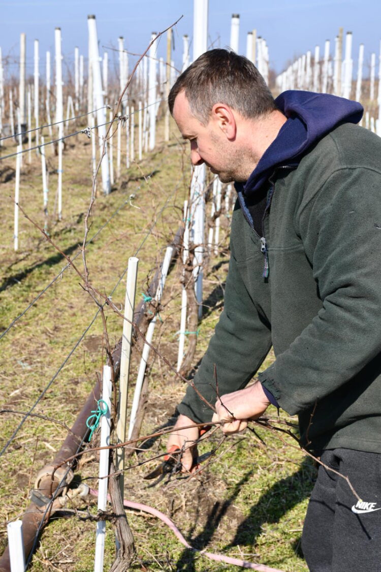 Správny a včasný rez určite podporí rast viniča