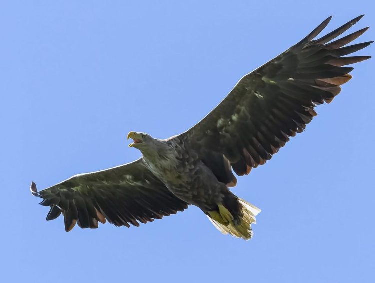 Foto: N. Mihajlović
