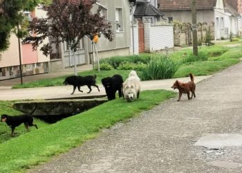 Túlavé psy v svorke na uliciach Kulpína (foto: D. Plachtinský)