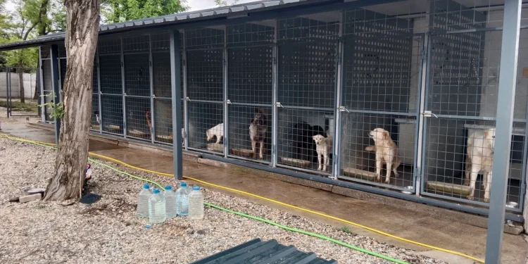 Psy, ktoré sú pod dozorom zverolekára