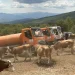 Foto: srbija.gov.rs