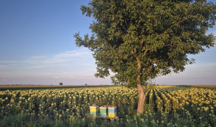 Slnečnica v pazovskom chotári