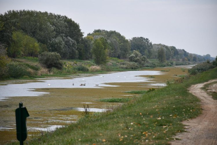 Aj labute plávali v kanáli