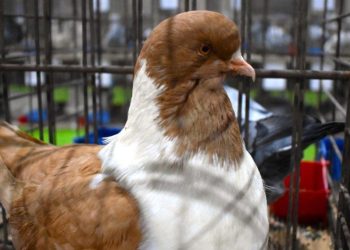 Ilustračná fotografia (Foto: M. Pap)