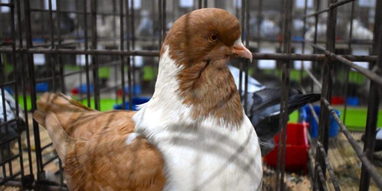 Ilustračná fotografia (Foto: M. Pap)