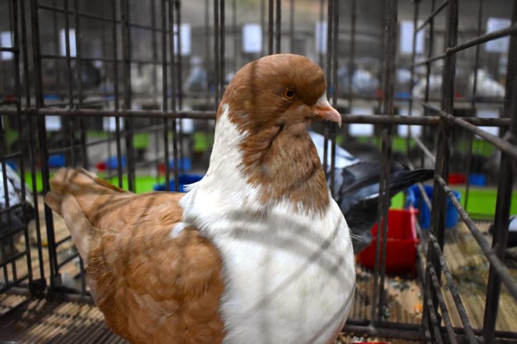 Na výstave bolo 368 holubov