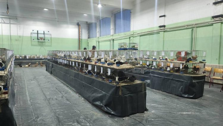 Výstava prebiehala v športovej hale kovačického gymnázia