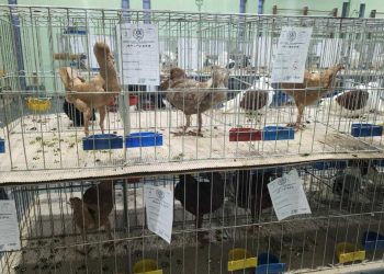 Najviac bolo vystavených holubov