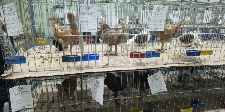 Najviac bolo vystavených holubov