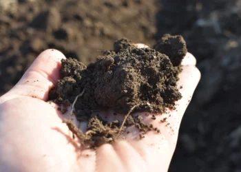 Vojvodinská pôda je čoraz chudobnejšia na humus