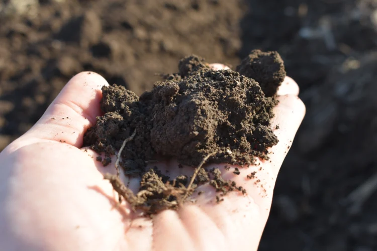 Vojvodinská pôda je čoraz chudobnejšia na humus