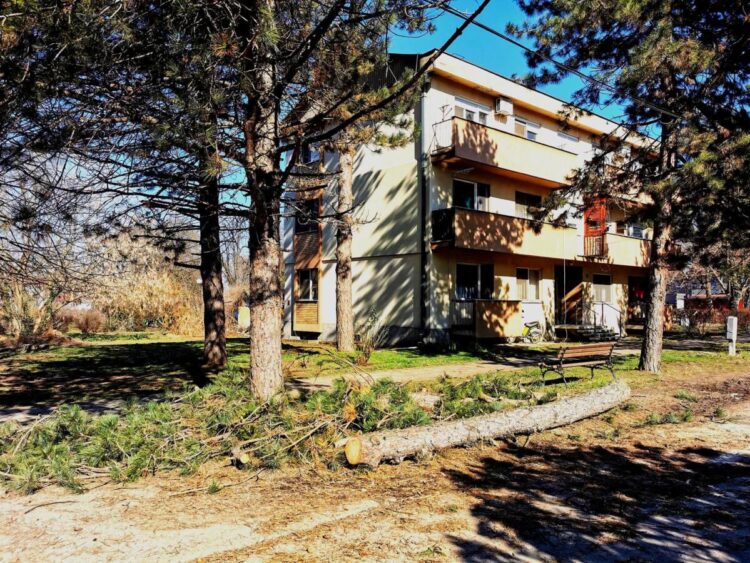 Jedna z borovíc, ktorá bola počas tejto akcie vyrúbaná  (foto: z archívu Miestneho spoločenstva Kulpín)