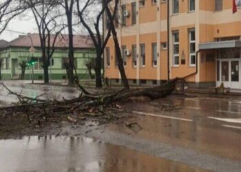 Pracovníci PUK "Komunalac" a hasiči okamžite zasiahli na mieste a rýchlym a koordinovaným zásahom zabezpečili bezpečnosť a začali s odstraňovaním stromu. Vďaka ich efektivite sa doprava čoskoro vrátila do normálu