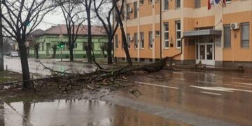 Pracovníci PUK "Komunalac" a hasiči okamžite zasiahli na mieste a rýchlym a koordinovaným zásahom zabezpečili bezpečnosť a začali s odstraňovaním stromu. Vďaka ich efektivite sa doprava čoskoro vrátila do normálu