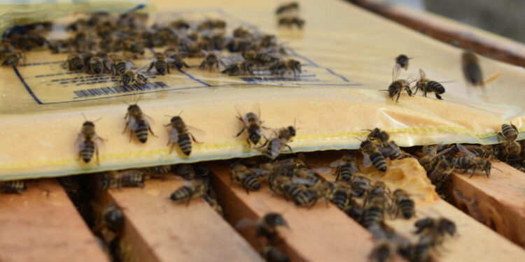 Ak sú zásoby nedostatočné, potrebné je včelstvo prikrmovať