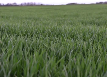 Väčšie plochy pod pšenicou než po minulé roky