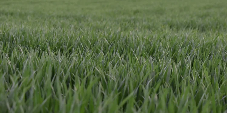 Väčšie plochy pod pšenicou než po minulé roky